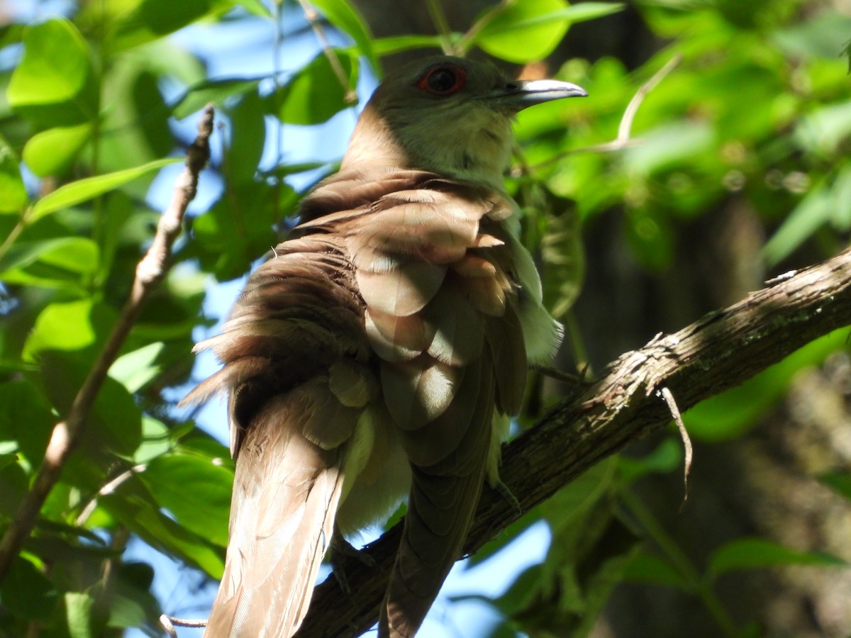 Black-billed Cuckoo - ML343383461