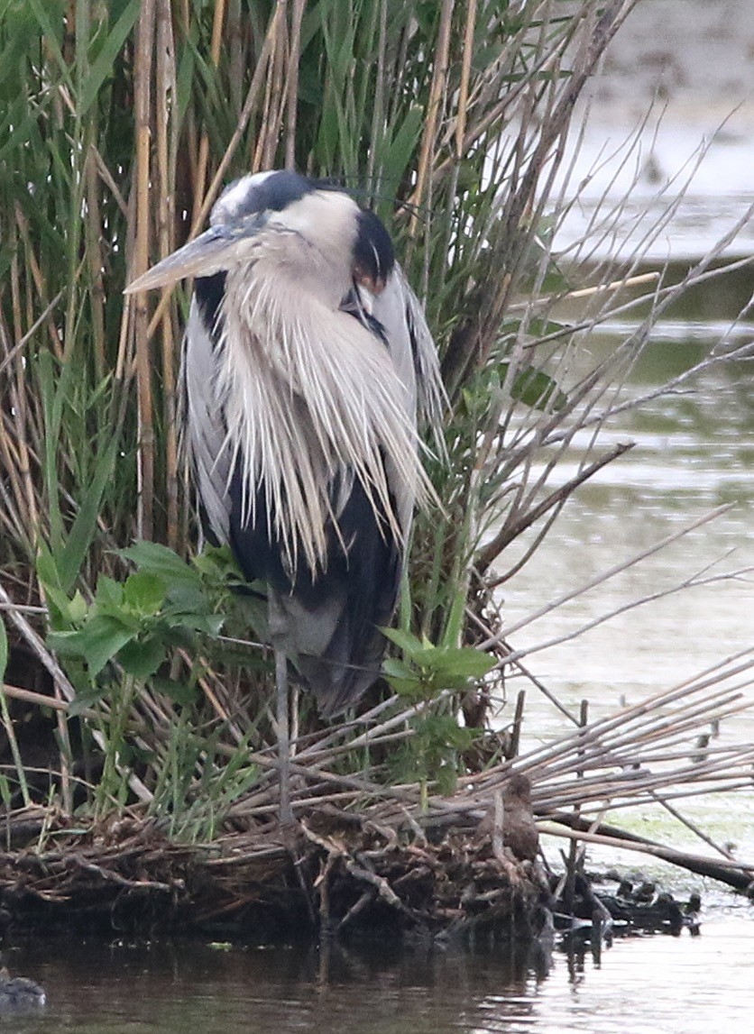 Great Blue Heron - ML343384521