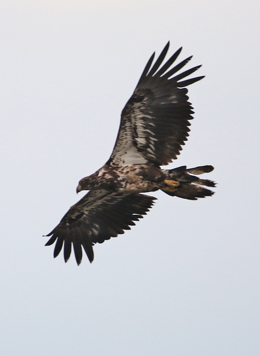 Bald Eagle - ML343384561