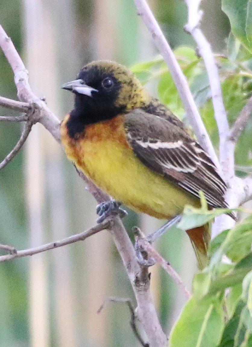 Orchard Oriole - ML343384671