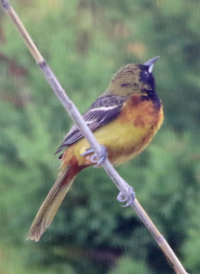 Orchard Oriole - ML343384721