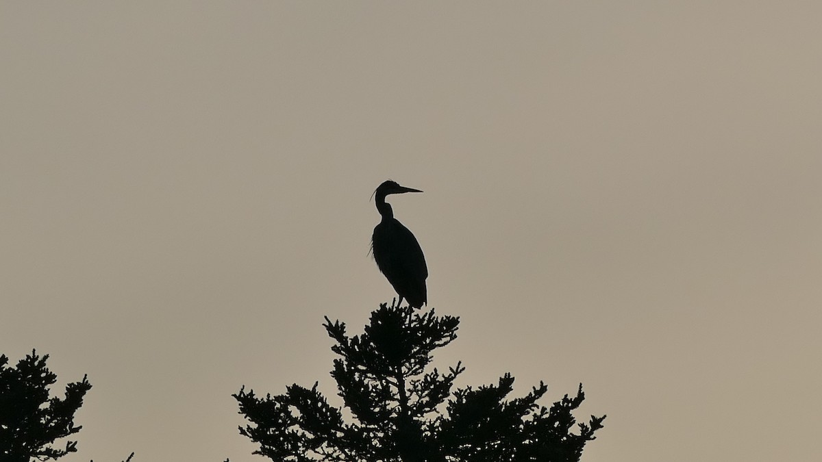 Great Blue Heron (Great Blue) - Avery Fish