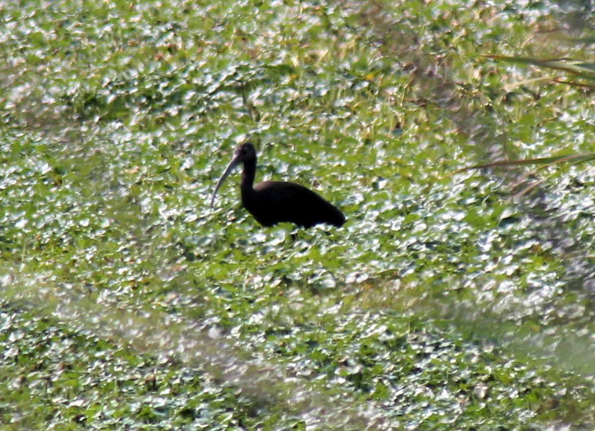 ibis americký - ML34338691