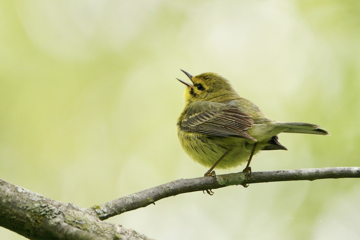 Prairie Warbler - Lee Funderburg