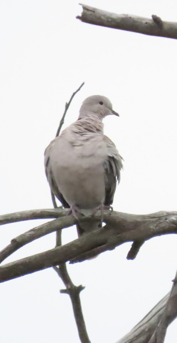 Eurasian Collared-Dove - ML343389231