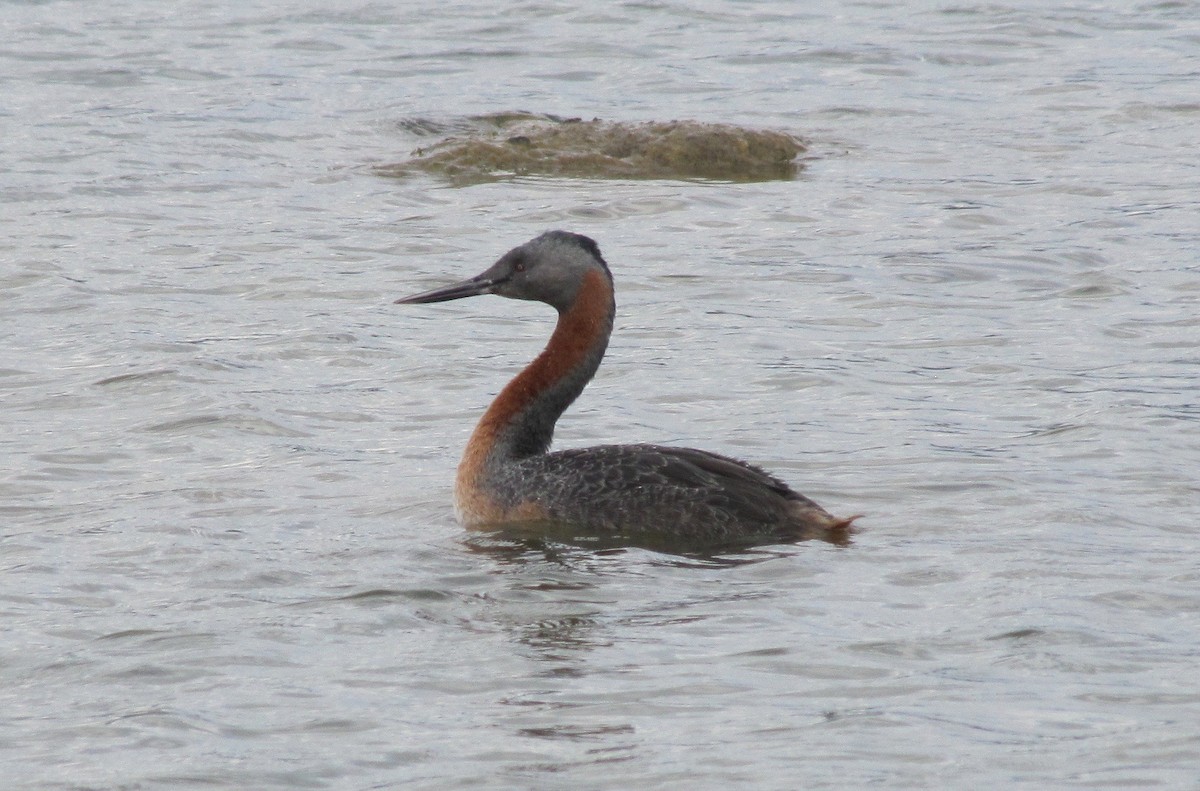 Great Grebe - Will Knowlton