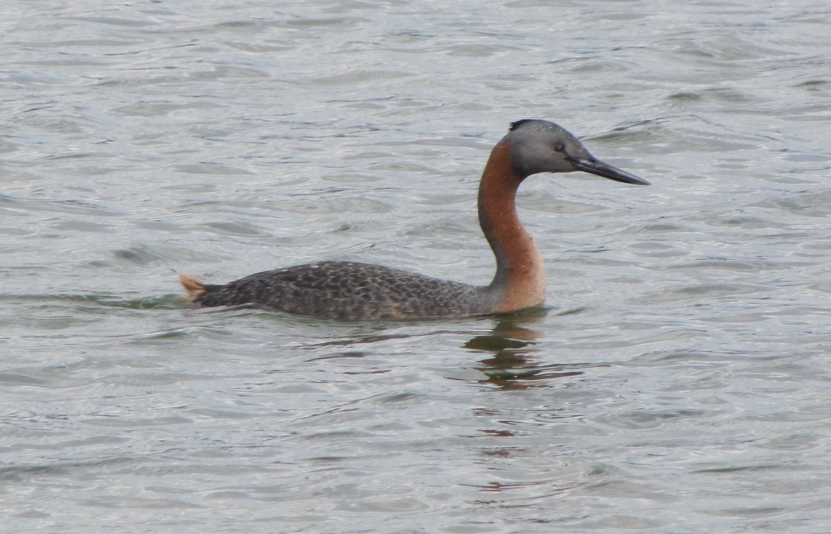 Great Grebe - ML343389871