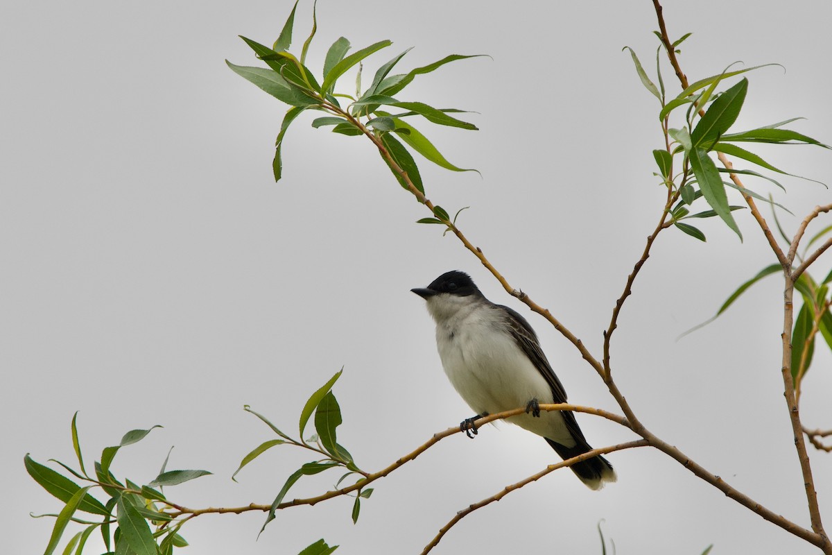 Eastern Kingbird - ML343390021