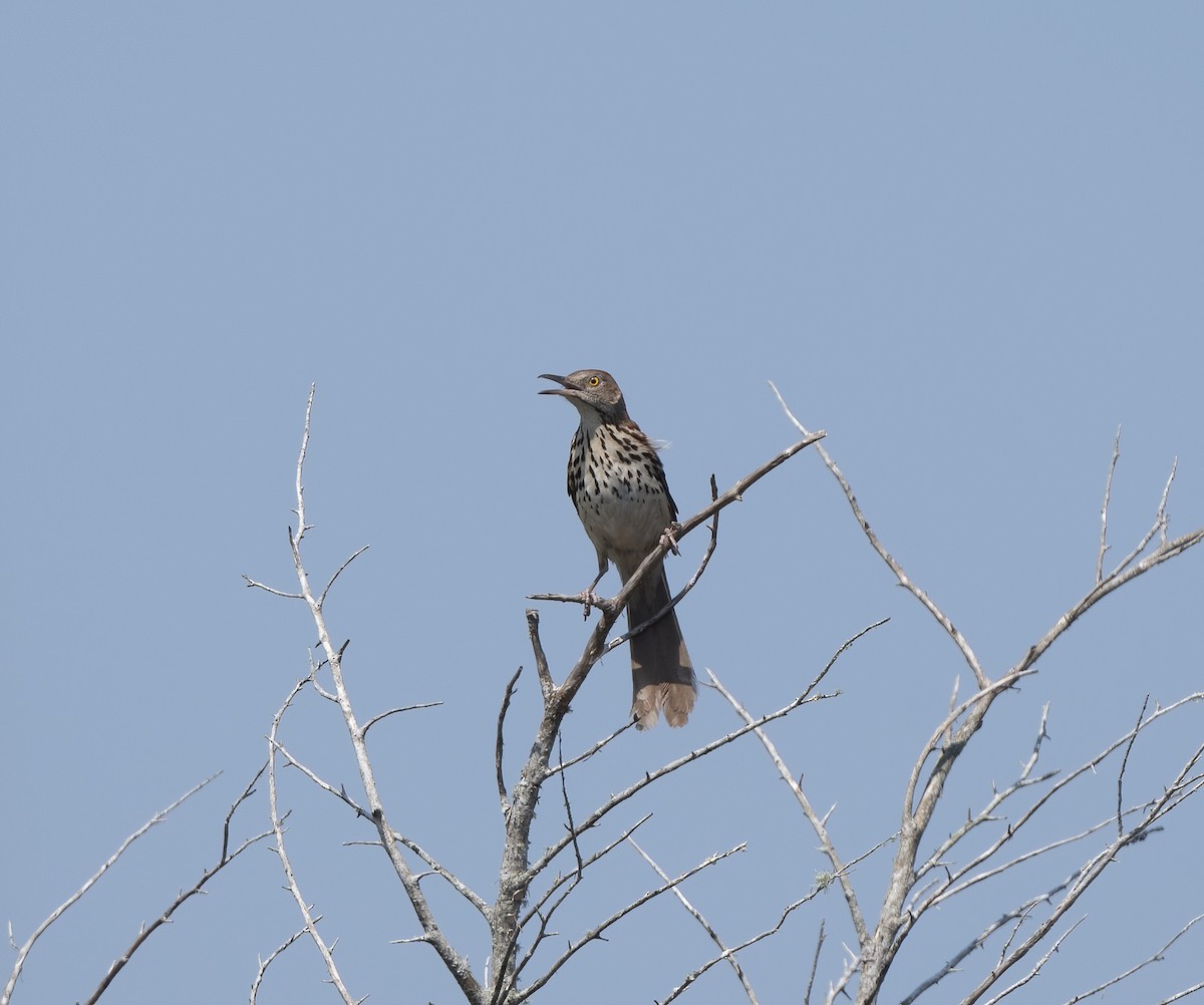 Brown Thrasher - ML343392191