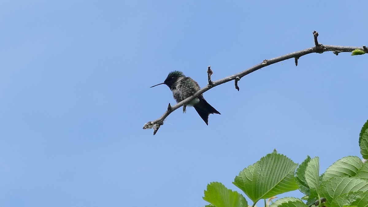 Colibrí Gorjirrubí - ML343392201