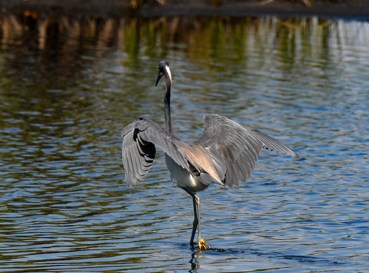 サンショクサギ - ML343392571