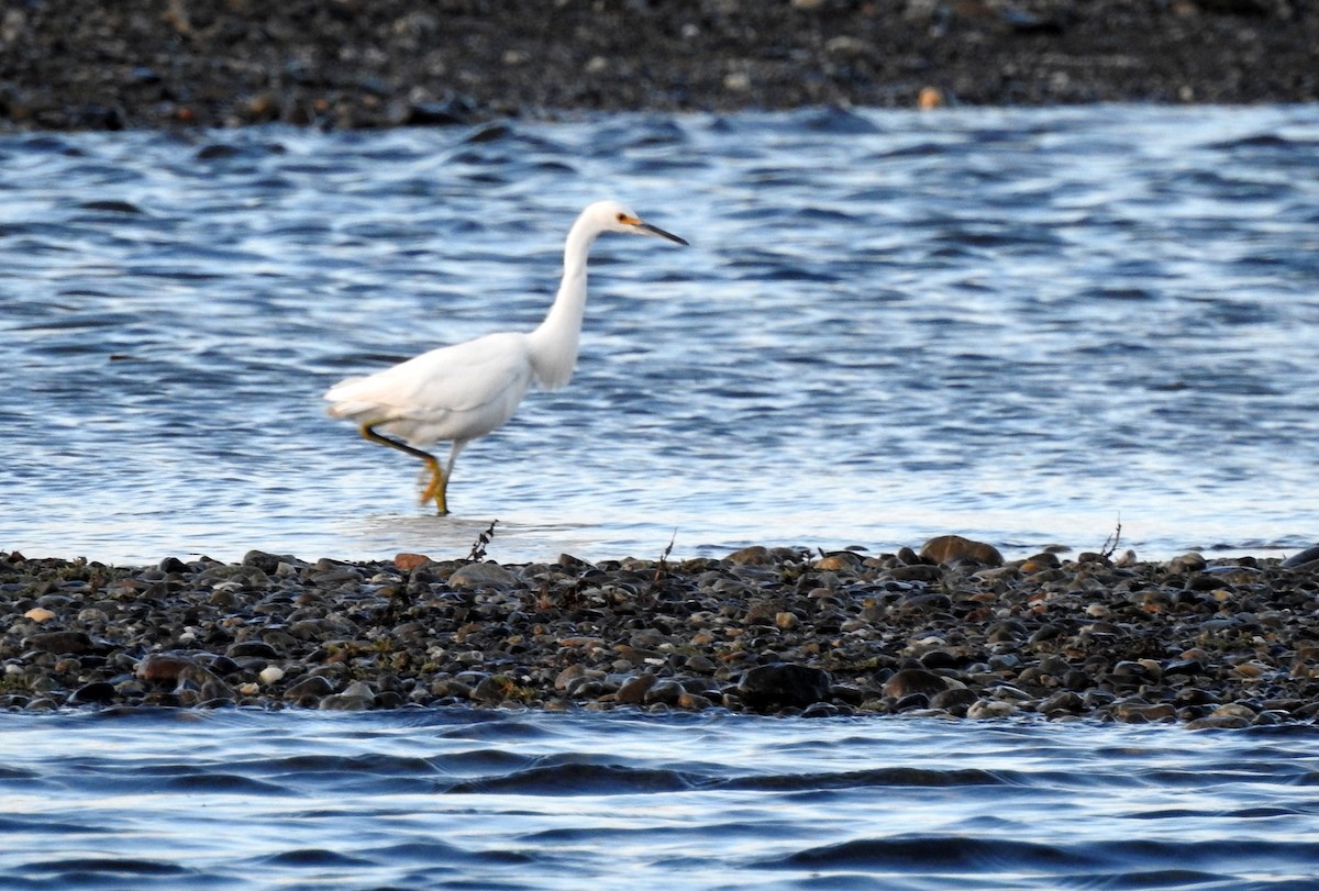 Snowy Egret - Mario Figueroa Martin