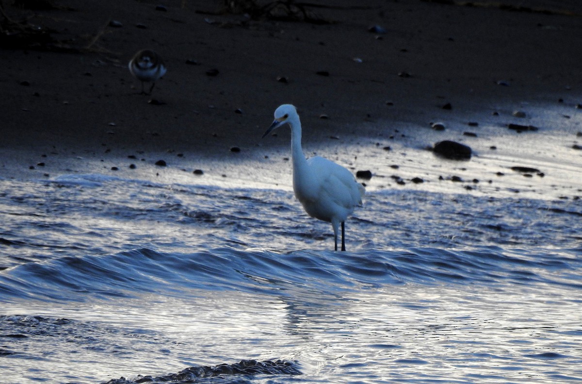 Snowy Egret - ML343393081