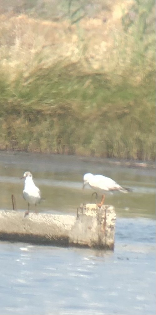 Slender-billed Gull - ML343394931