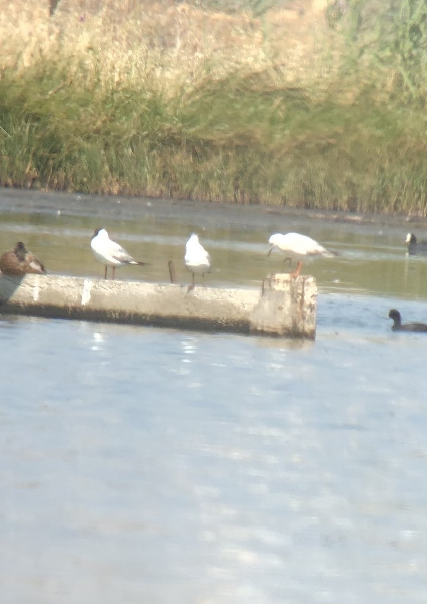 Slender-billed Gull - ML343395201