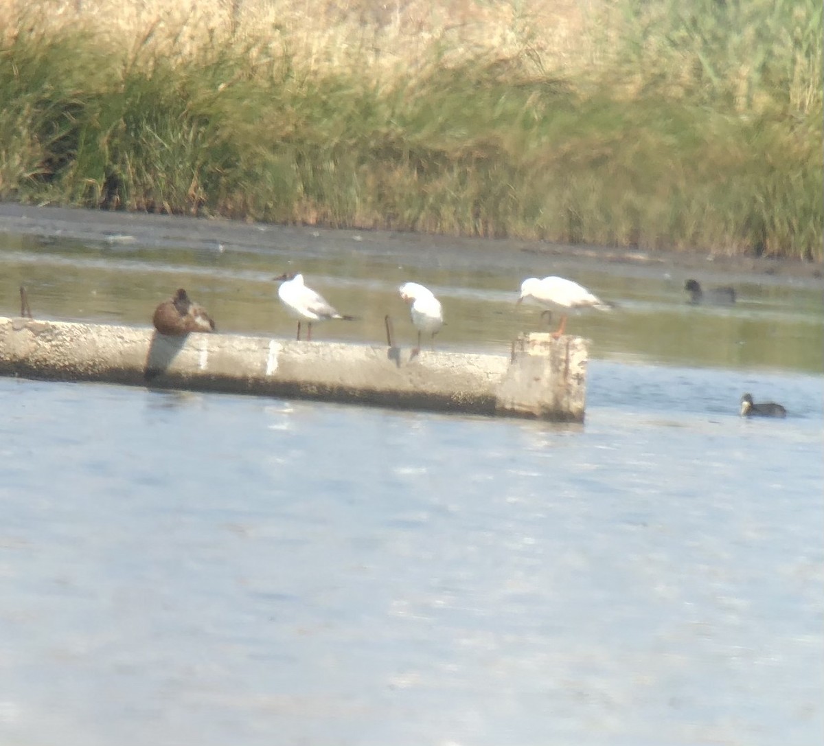 Slender-billed Gull - Hugo Blanco