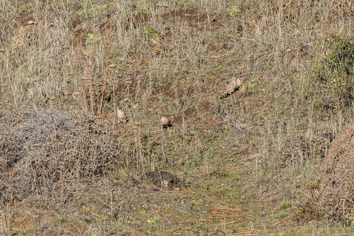 Rufous-banded Miner - ML343395811