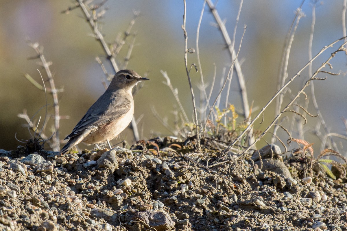 Rufous-banded Miner - ML343395821