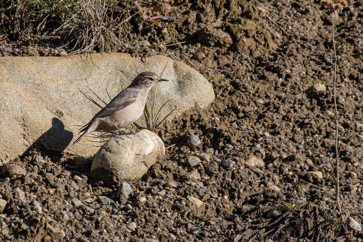 Rufous-banded Miner - ML343395861