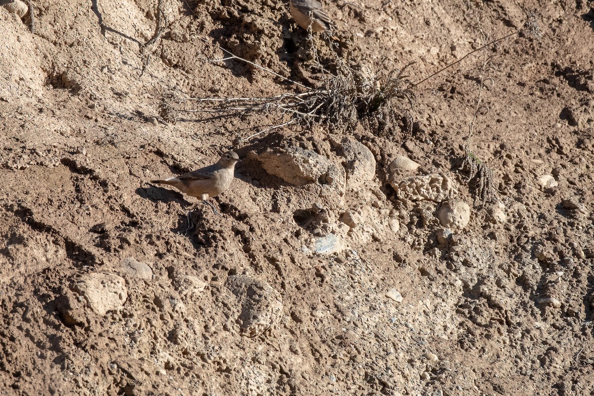 Rufous-banded Miner - ML343395871