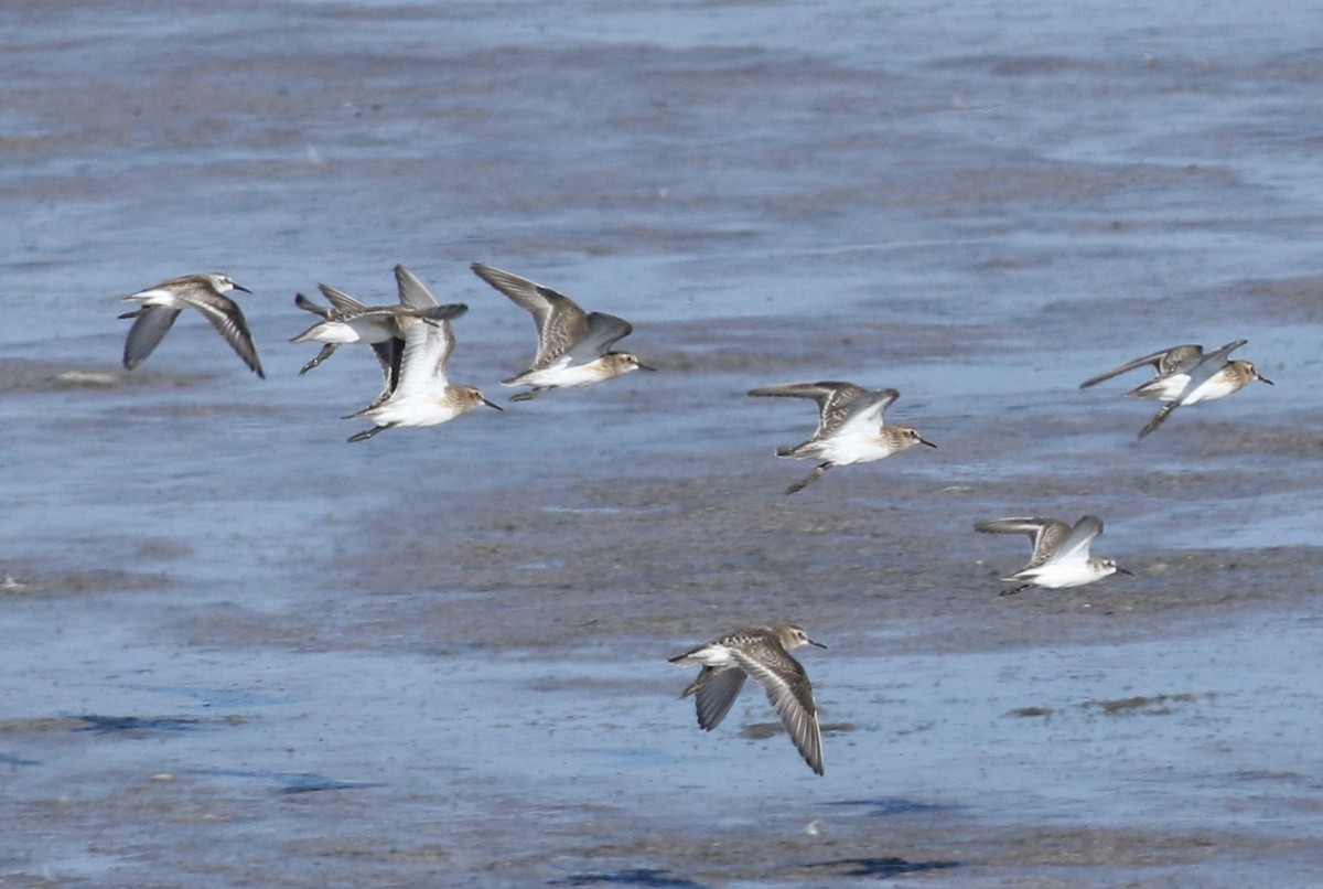 Baird's Sandpiper - Margaret Viens