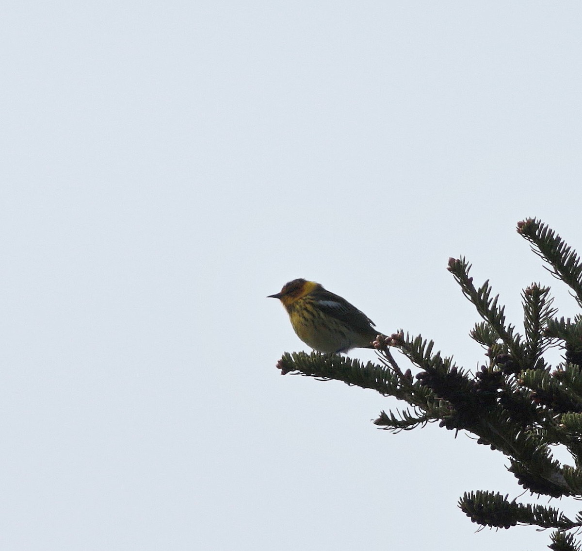 Cape May Warbler - ML343401601