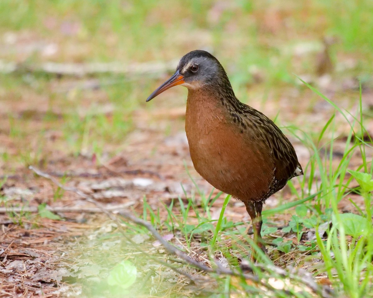 Virginia Rail - ML343402951