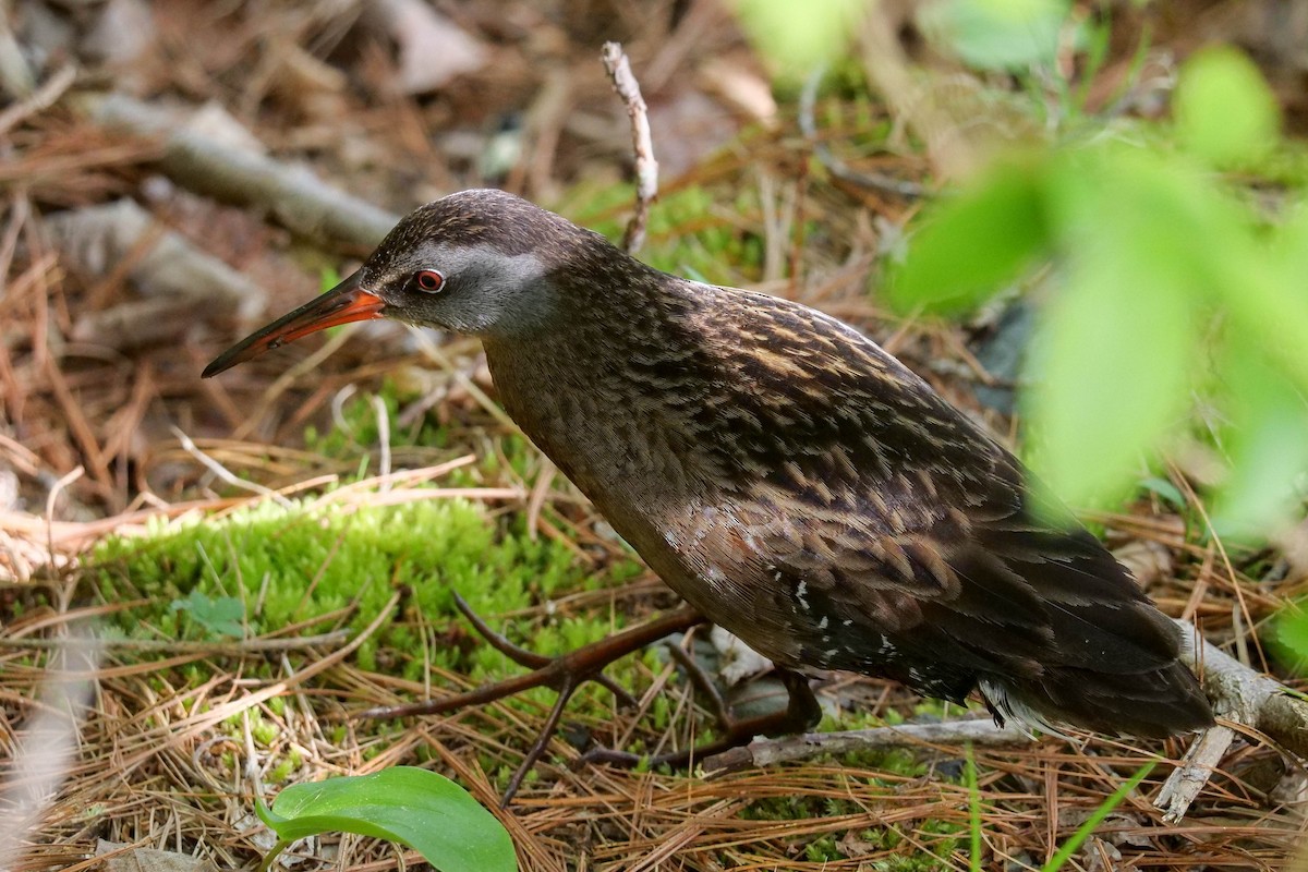 Virginia Rail - Susan Wrisley