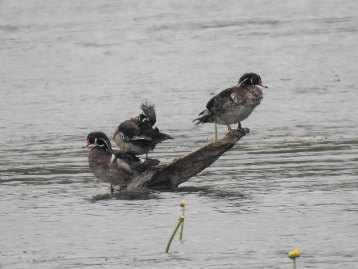 Wood Duck - ML343403041