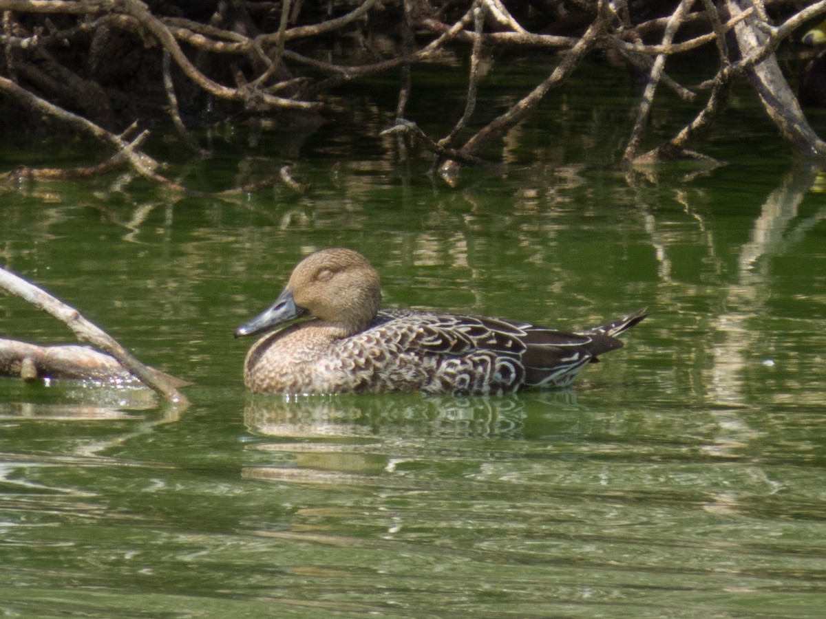 Northern Pintail - Glenn Kincaid:GreenBigYear