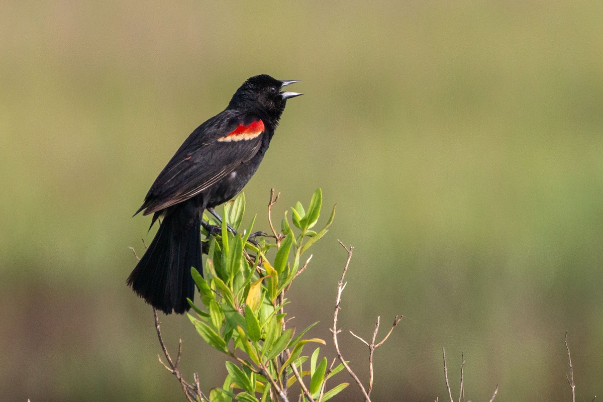 Red-winged Blackbird - ML343406001