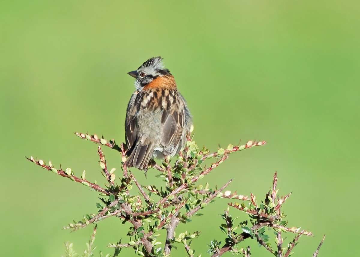 Rufous-collared Sparrow - ML343406721