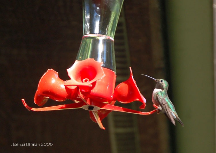 Broad-tailed Hummingbird - Joshua Uffman