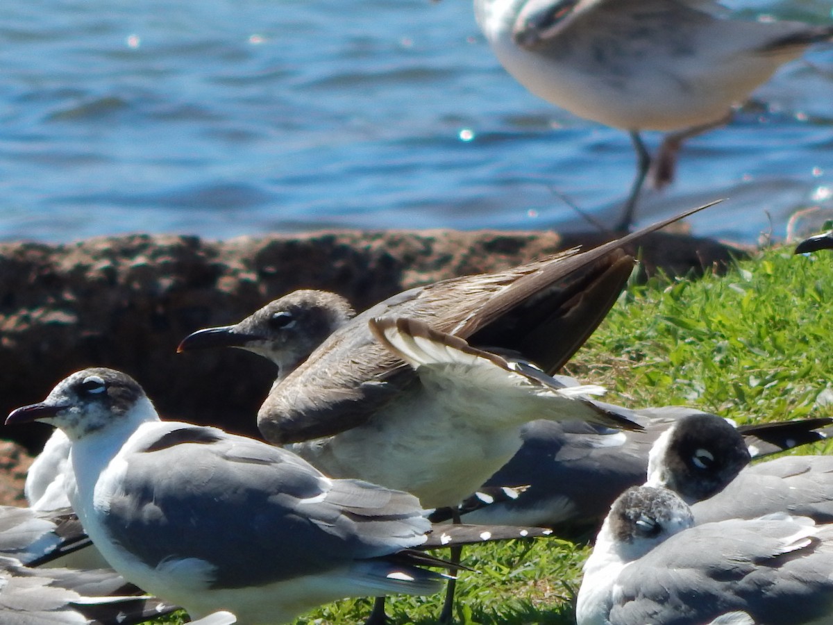 Laughing Gull - Steve Stone