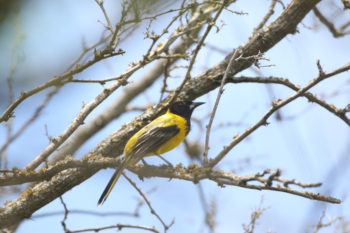 Audubon's Oriole - ML343412941