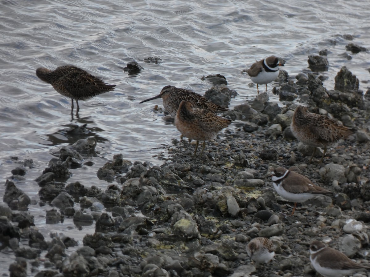 Short-billed Dowitcher - ML343415371