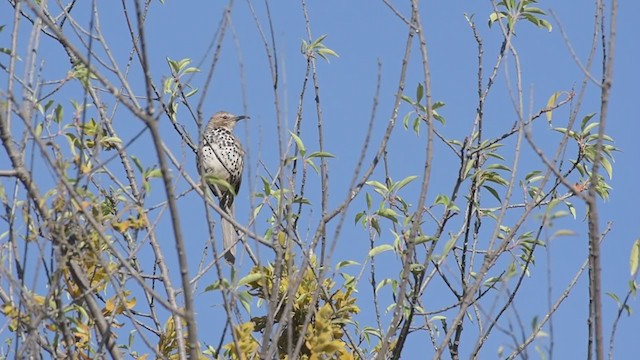 Ocellated Thrasher - ML343415891