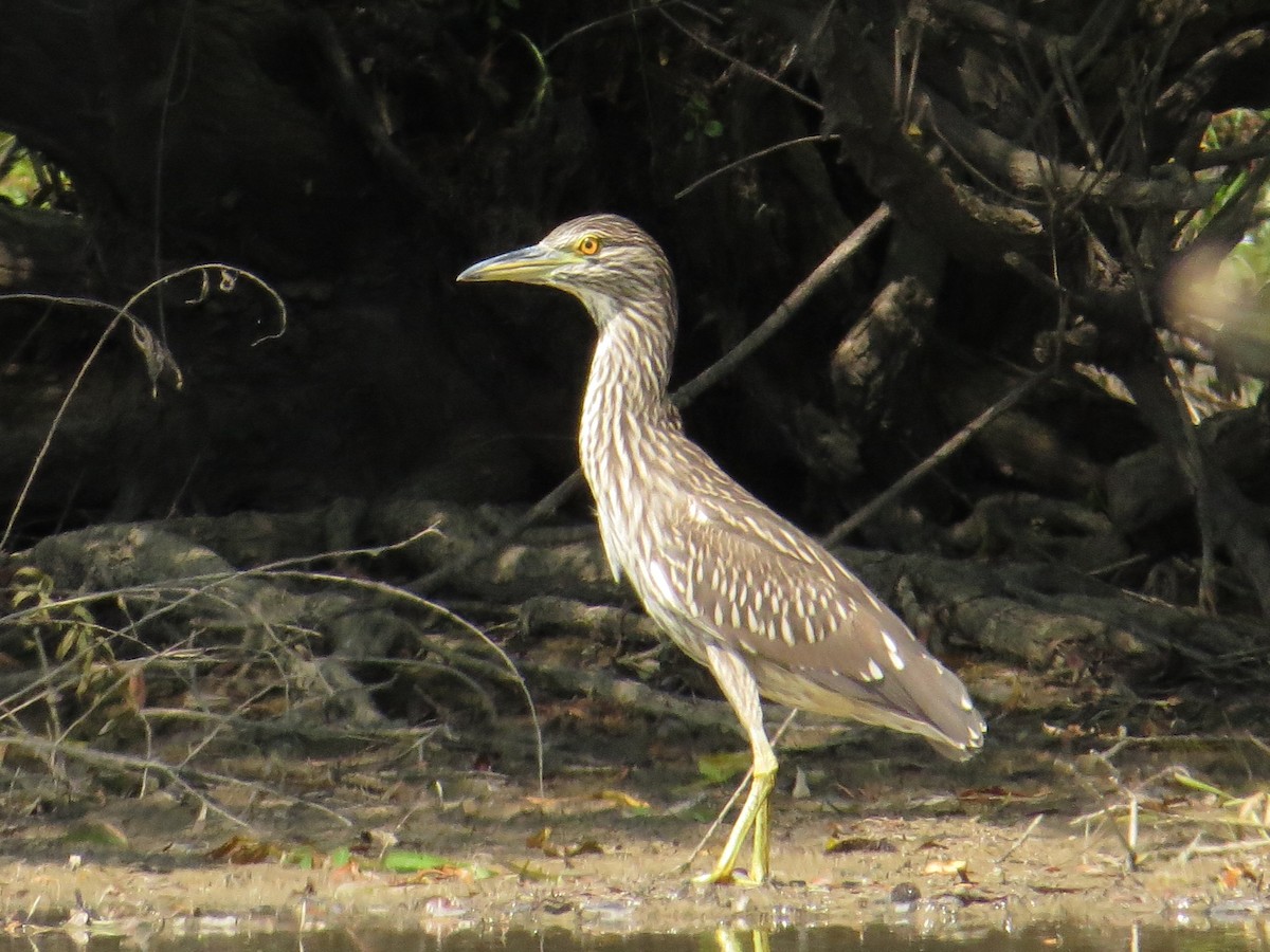 Black-crowned Night Heron - ML34341671