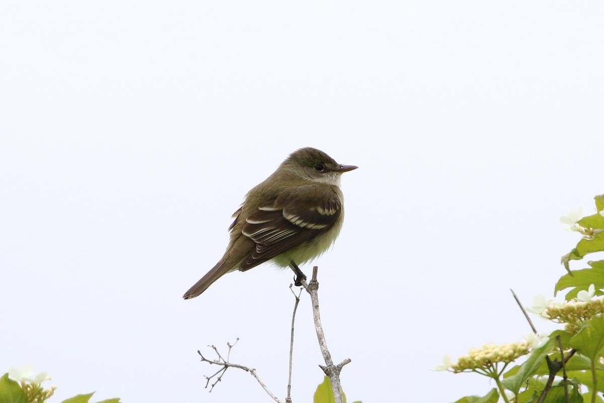 Alder Flycatcher - ML343417441