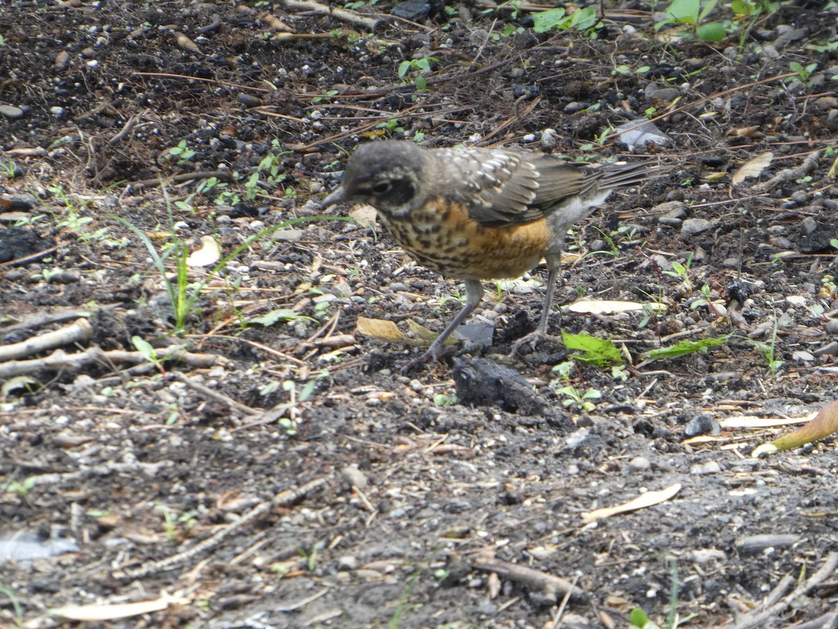 American Robin - ML343418431