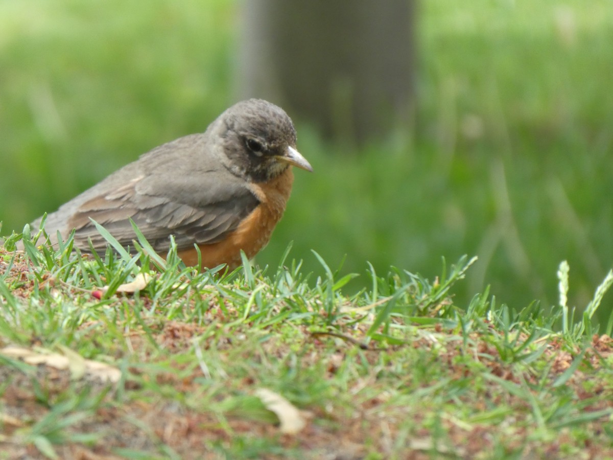 American Robin - ML343418451