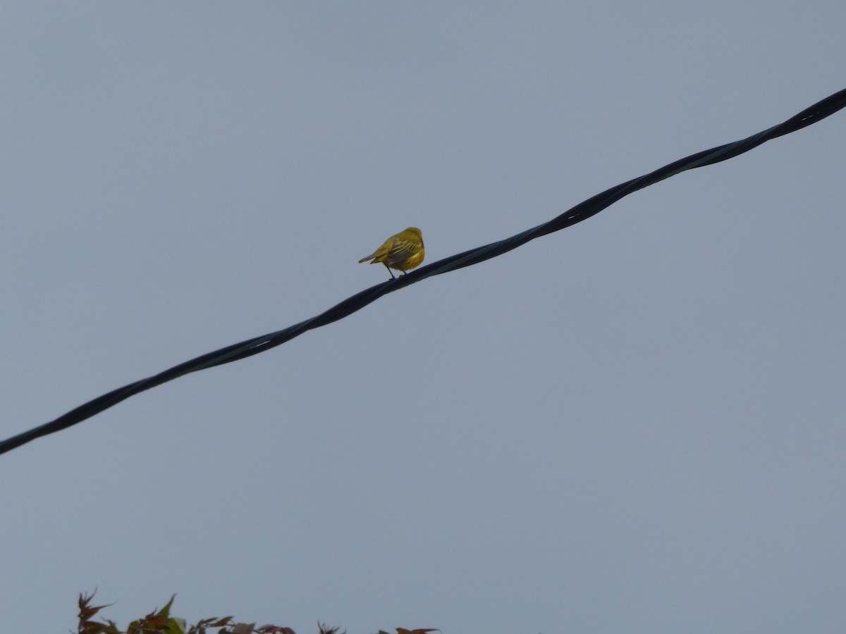 Yellow Warbler (Northern) - ML343418511