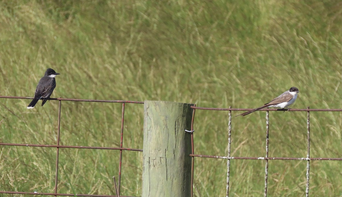 Eastern Kingbird - ML343420161