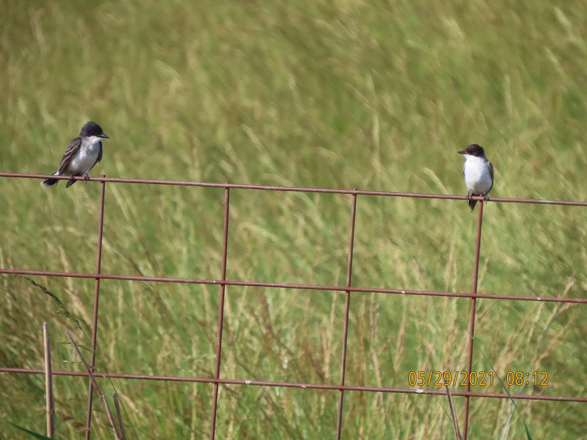 Eastern Kingbird - ML343420351