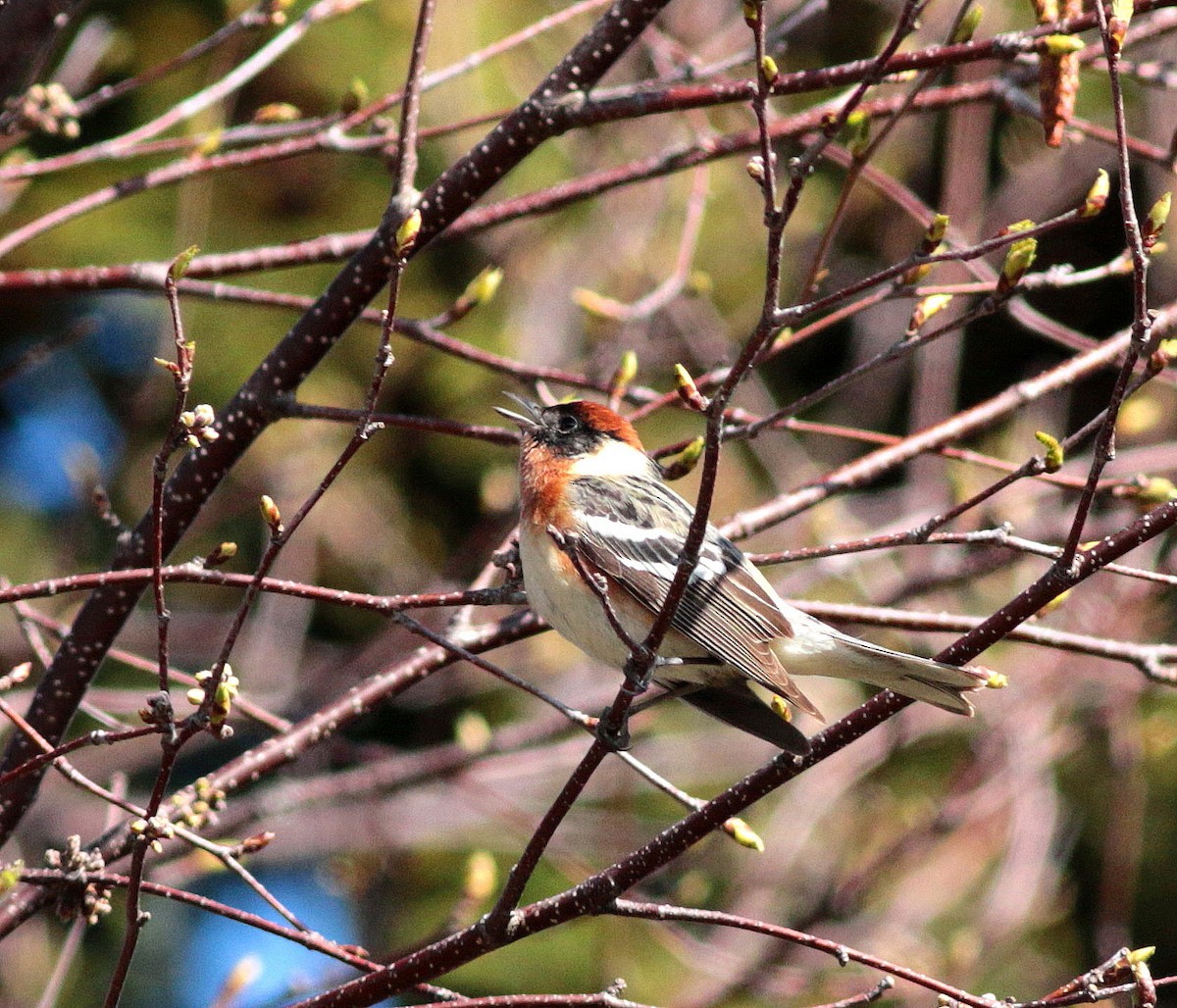 Bay-breasted Warbler - ML343422551