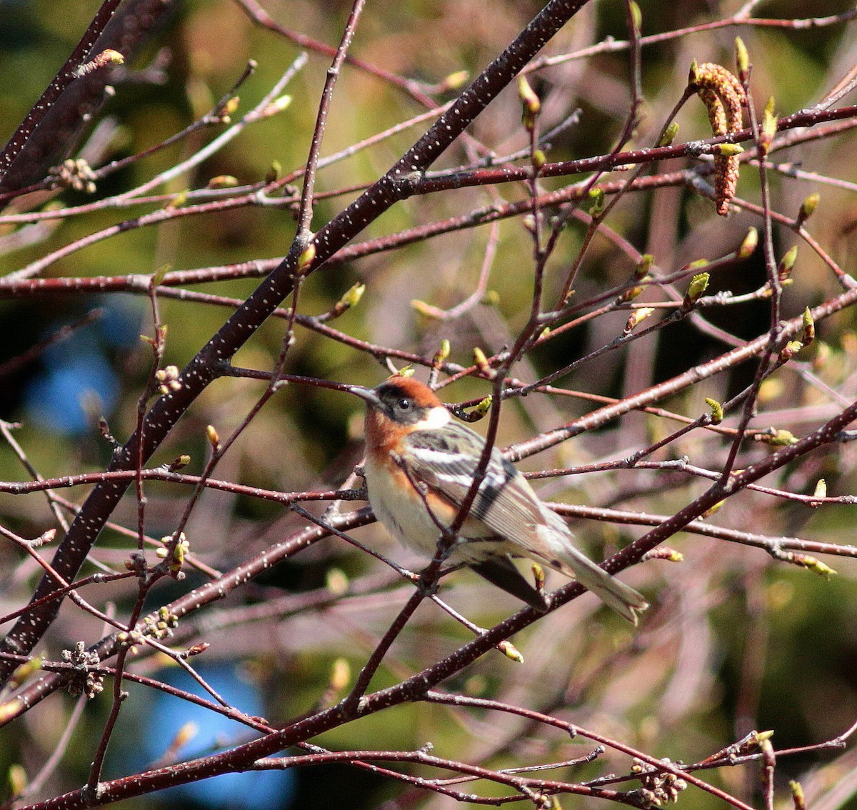 Bay-breasted Warbler - ML343422961