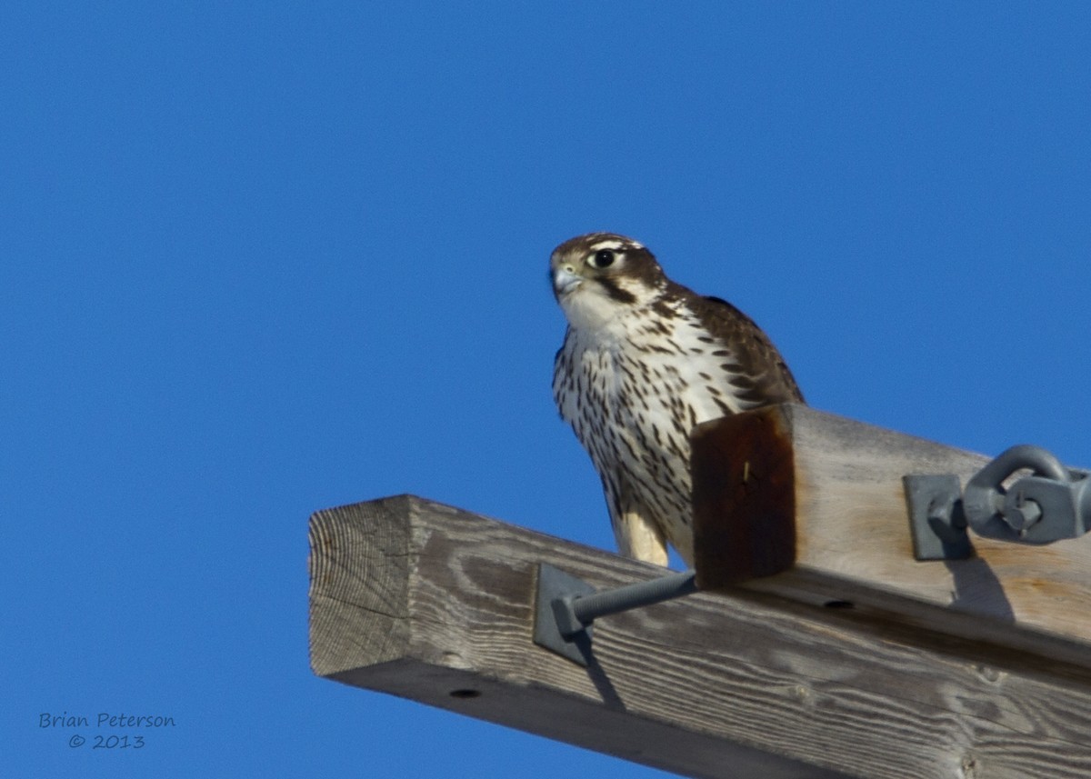 Faucon des prairies - ML34342331