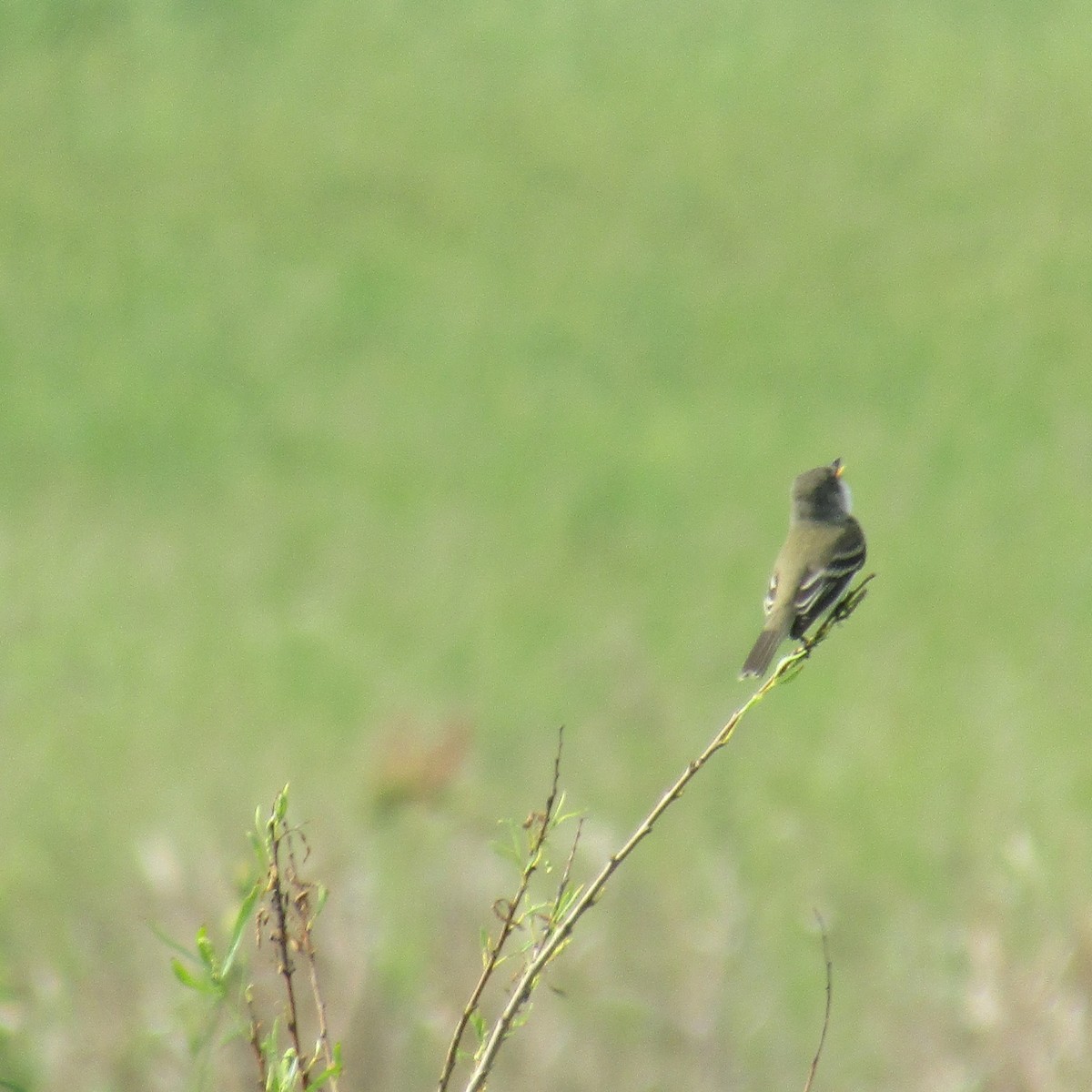 Willow Flycatcher - ML343423761