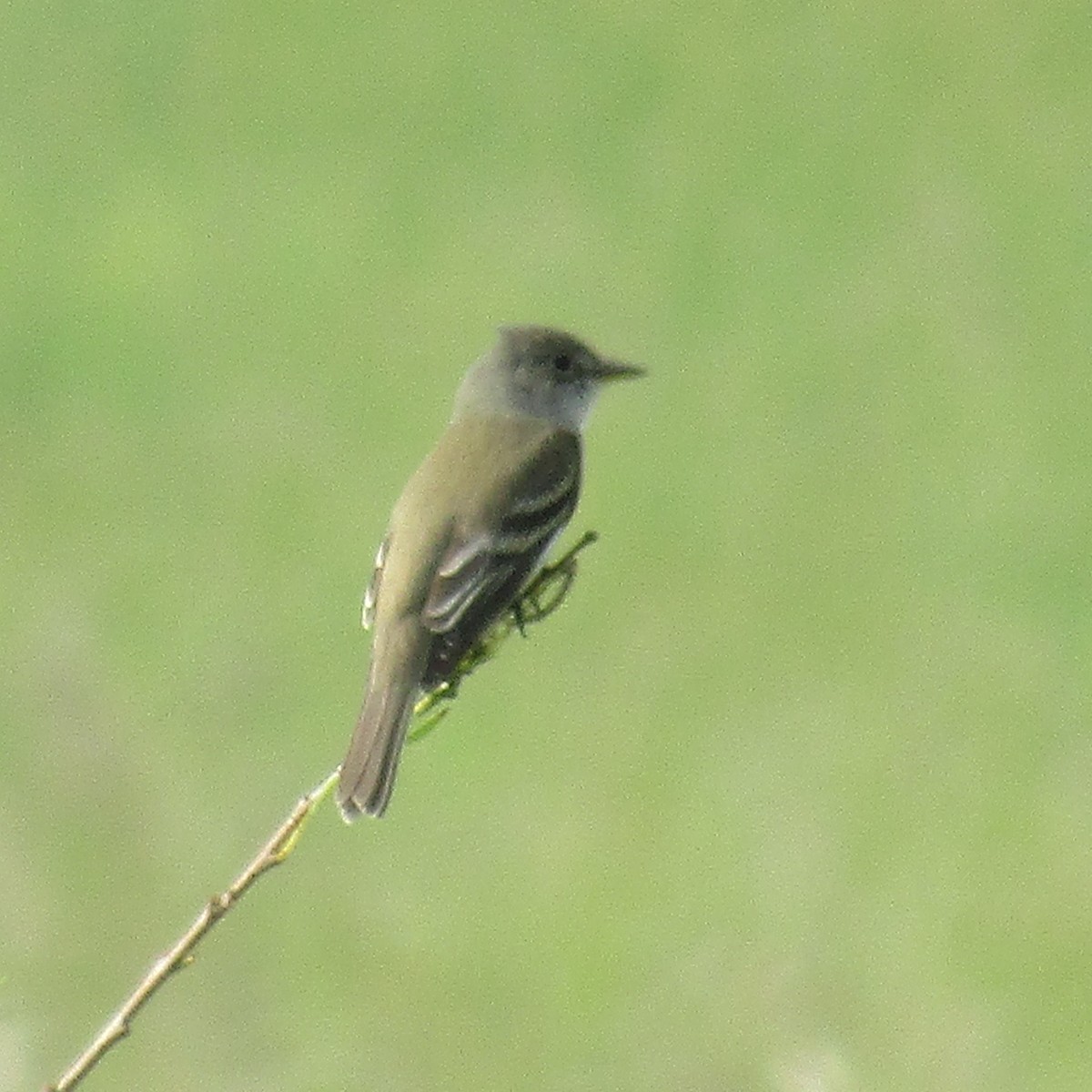 Willow Flycatcher - ML343423791