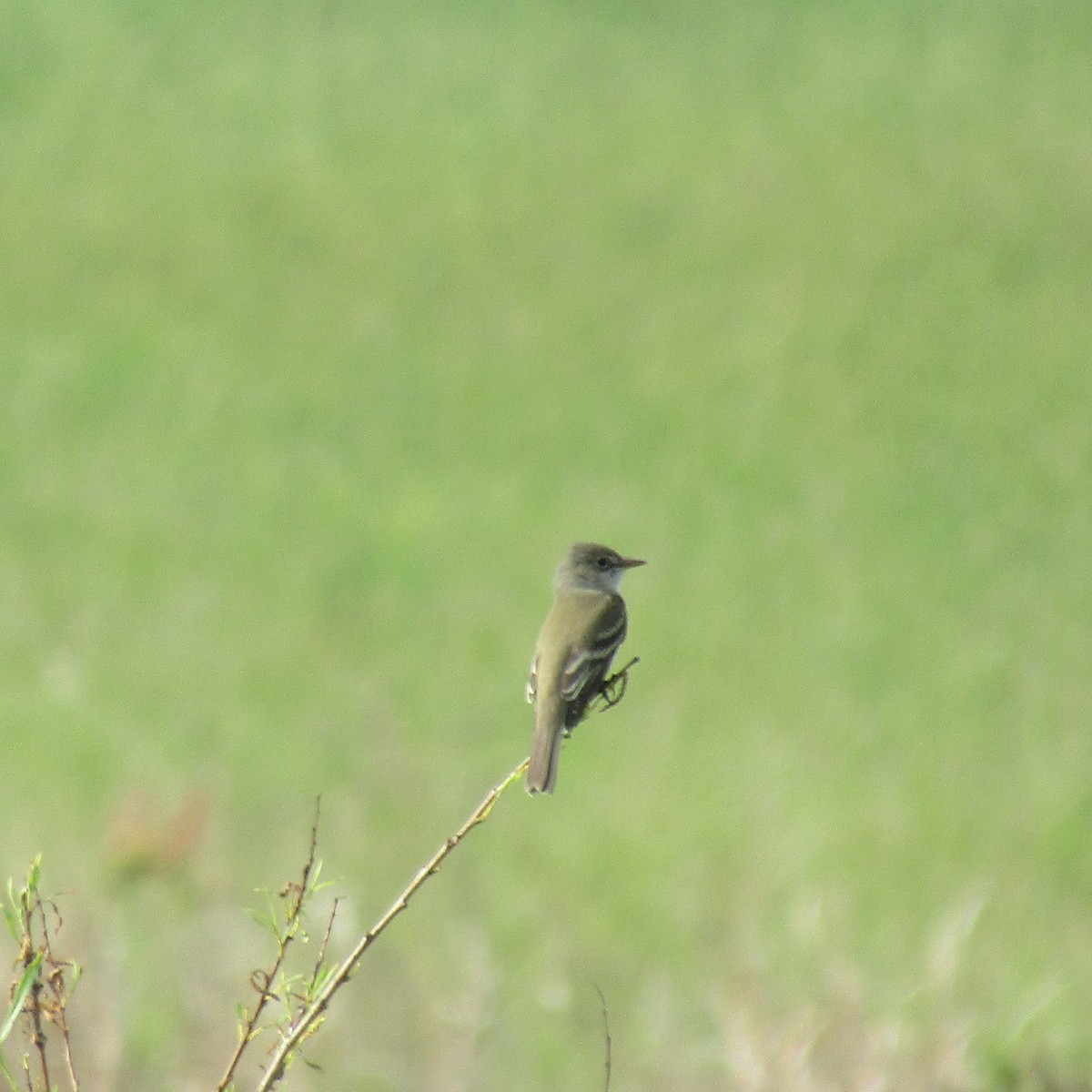 Willow Flycatcher - ML343423801